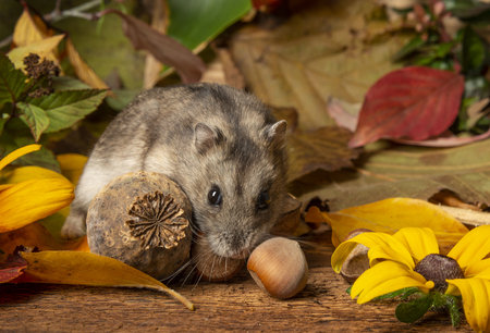 little pet hamster - Phodopus sungorus - close upの写真素材