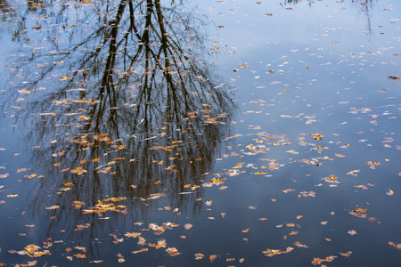 autumnal foliage on a water level - close upの写真素材