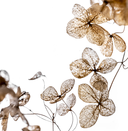 dry flowers close up in the detail isolated on a white backgroundの写真素材
