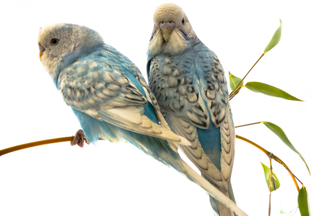 little blue wavy parrots on white background isolatedの写真素材