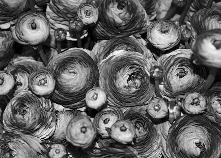 the black and white floral backgroundの写真素材