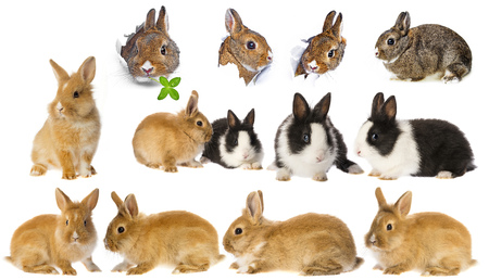 rabbits - set , collectionの写真素材