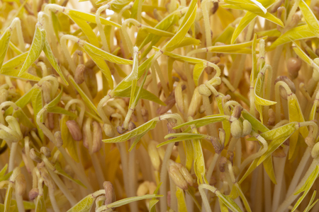 mung beans sprouts close up in the detail - growingの写真素材
