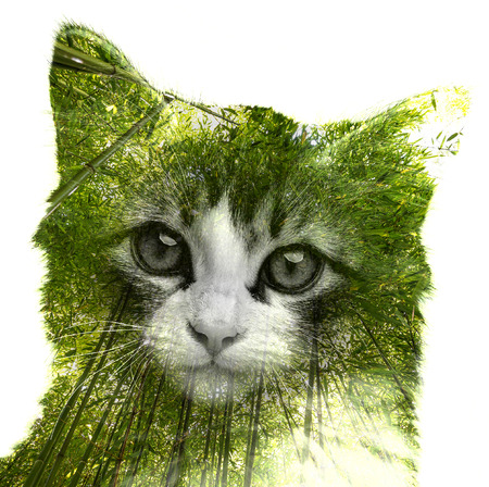 the double exposure cat and green forestの写真素材