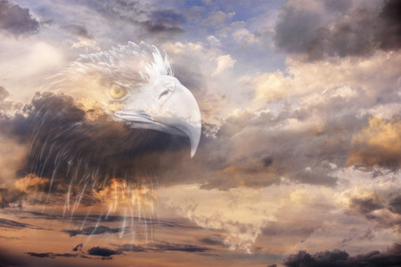 sea eagle double exposition with sunset skyの写真素材