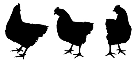 silhouetes hen isolated on a white backgroundの写真素材