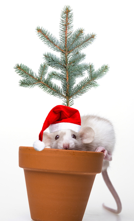 cute little mouse with santa cap - white backgroundの写真素材