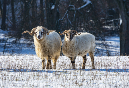 a sheep herd (breed - valaska) close up in winterの写真素材