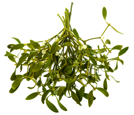 green mistletoe isolated on a white backgroundの写真素材