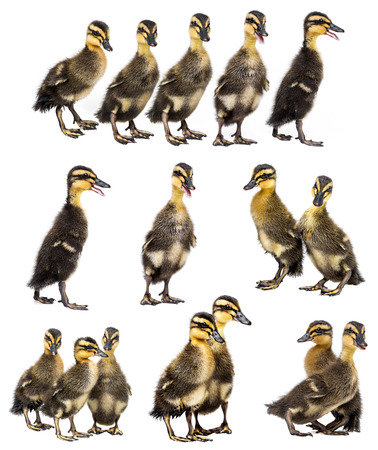 cute ducklings isolated on a white background - collectionの写真素材