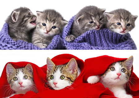 cute kittens collection isolated on a white backgroundの写真素材