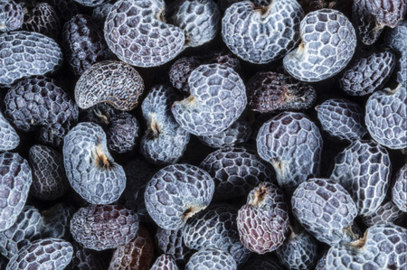 Macro photo of ripe poppy seeds 4x magnification - microscope