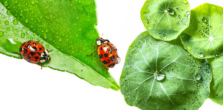 ladybirds on a dewy leaf close up - macro photoの写真素材