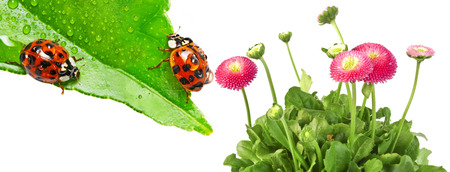 ladybirds on a dewy leaf close up - macro photoの写真素材