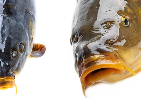 carp headの写真素材