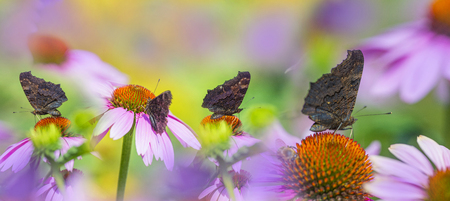 panoramic view - the garden with Echinacea flowers and butterfliesの写真素材