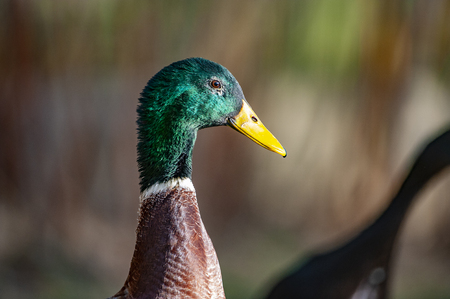 indian runner duck in the gardenの写真素材