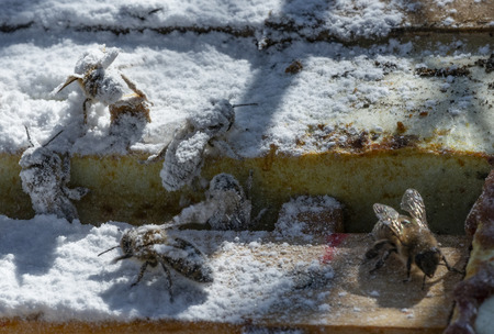 treatment bees with powder sugar dusting against warroa destructor
