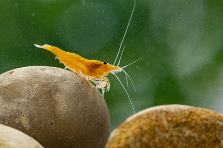 Yellow freshwater shrimp Neocaridina heteropoda in the aquariumの写真素材