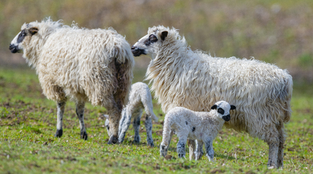 sheep with cute newborn lambsの写真素材