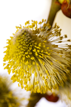 Salix caprea, goat willow, pussy willow, great sallow, close upの写真素材