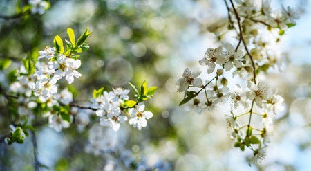 flowering spring cherry tree close-up and light bokehの写真素材