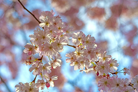 sakura flowers on sakura tree - Cherry blossomの写真素材