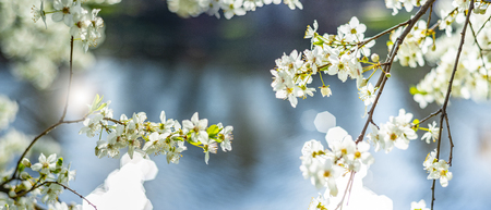 flowering spring cherry tree close-up and light bokehの写真素材