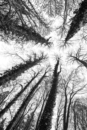 big old trees - black and whiteの写真素材