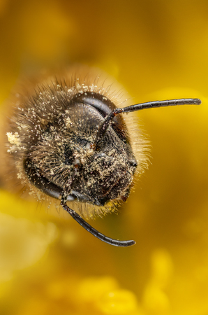 bee (apis mellifera) with pollen in the detail