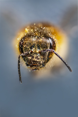 bee (apis mellifera) with pollen on its headの写真素材