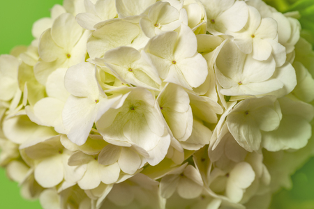 white viburnum flowers in the garden close up - Viburnum opulus common name guelder roseの写真素材