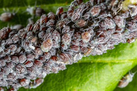 aphid on a plant in garden - macro photographyの写真素材
