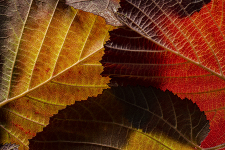 red and yellow foliage close up in the detail