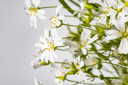 Stellaria holostea - white spring meadow flower close up in the detailの写真素材