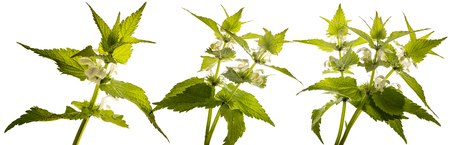 herb Lamium album - white nettle (white dead-nettle) healthy plantの写真素材