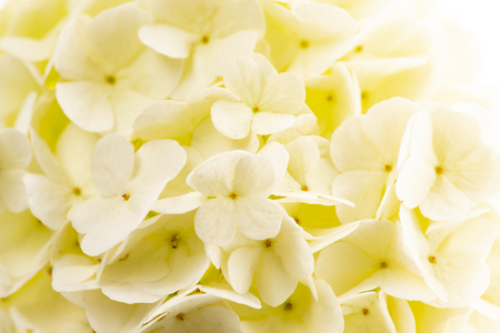 white viburnum flowers in the garden close up - Viburnum opulus common name guelder roseの写真素材