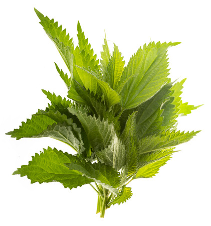 common nettle, stinging nettle - Urtica dioica, close upの写真素材