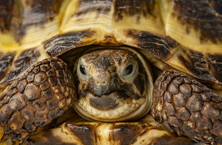 tortoise -  testudo horsfieldii - macro detail