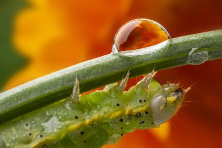 Caterpillar of Green veined White Butterfly macro photo