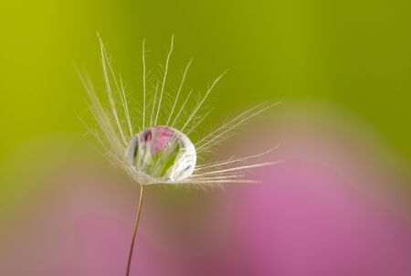 dandelion seed with water drop - macro photo