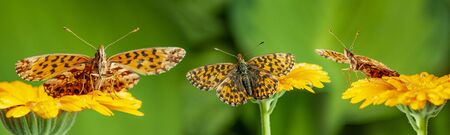 Argynnis aglaja butterflies on flower close up