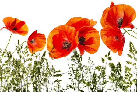 green grass and red poppies - isolated on a white backgroundの写真素材
