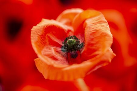 poppy flower - common poppy - Papaver rhoeasの写真素材