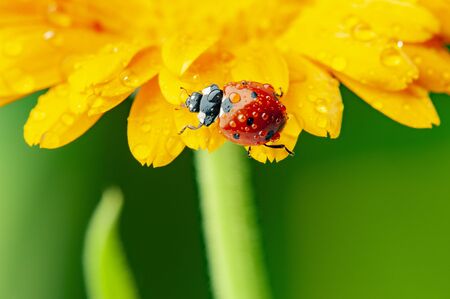 seven-spot ladybird, Coccinella septempunctata on a flowerの写真素材