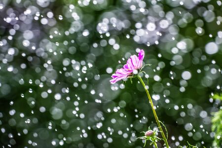 a pink flower in rain dropsの写真素材