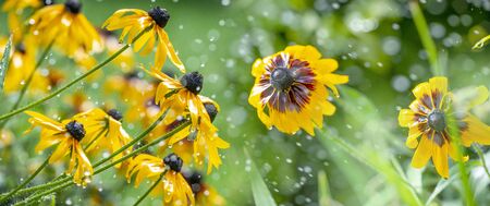 watering flower in the garden - flower in water drops