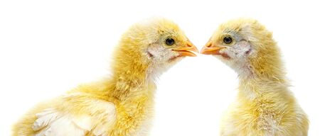 cute chickensの写真素材