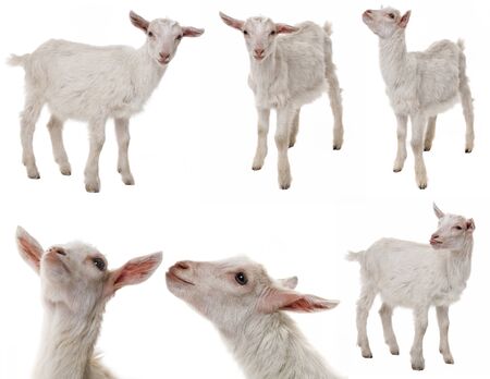 white goat collectionの写真素材