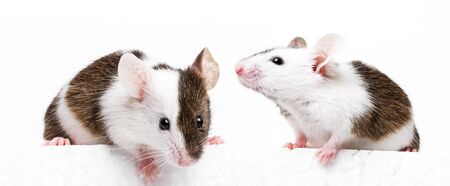 little cute mice isolated on white boardの写真素材